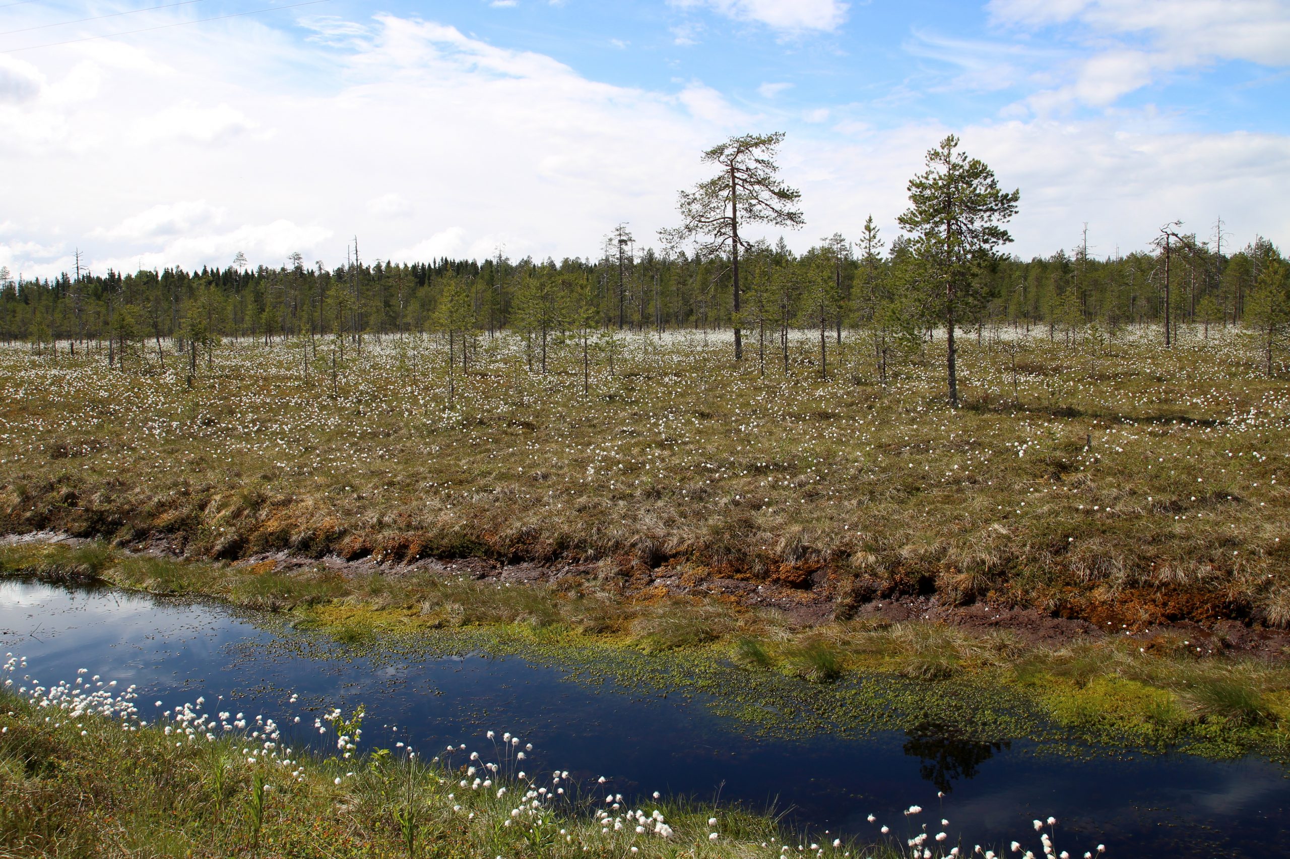 Ekologinen kompensaatio muuttaa luontoarvoja kauppatavaraksi