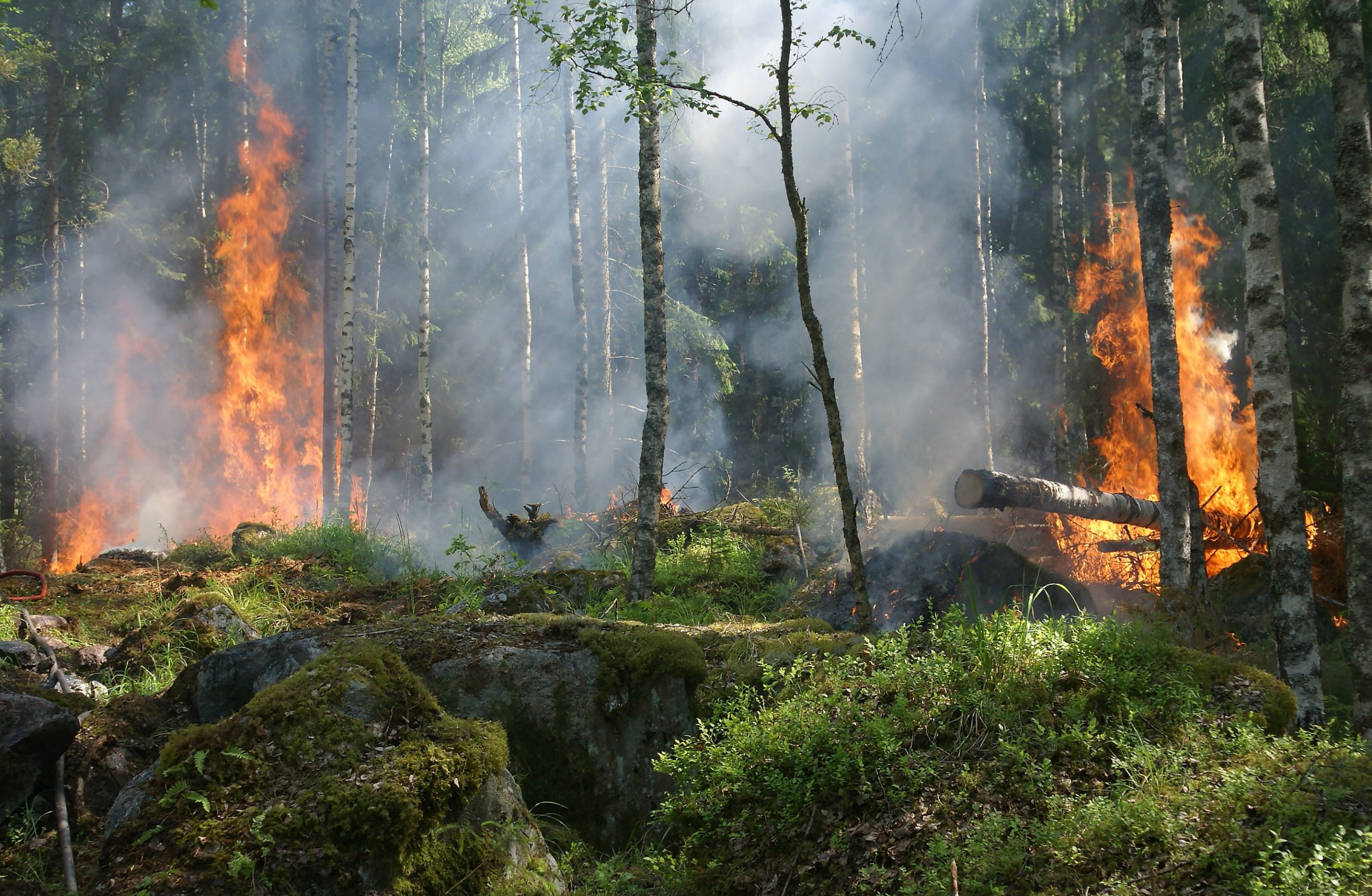 Voisiko vihreät olla vahvasti ekologinen yleispuolue?